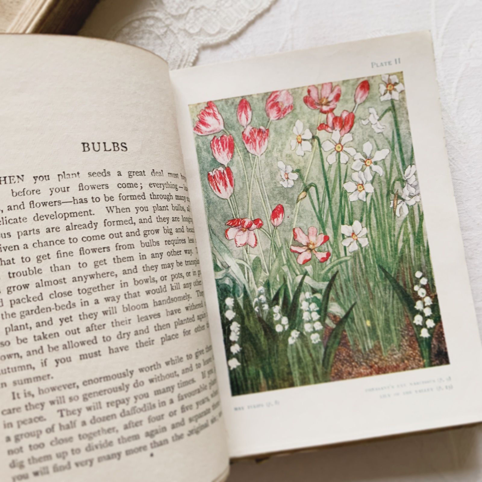 1910s-1920s 英国アンティーク植物図鑑 ボタニカルアート Gardens/植物