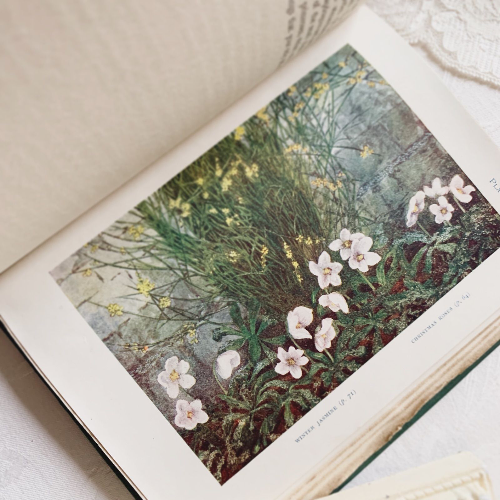 1910s-1920s 英国アンティーク植物図鑑 ボタニカルアート Gardens/植物