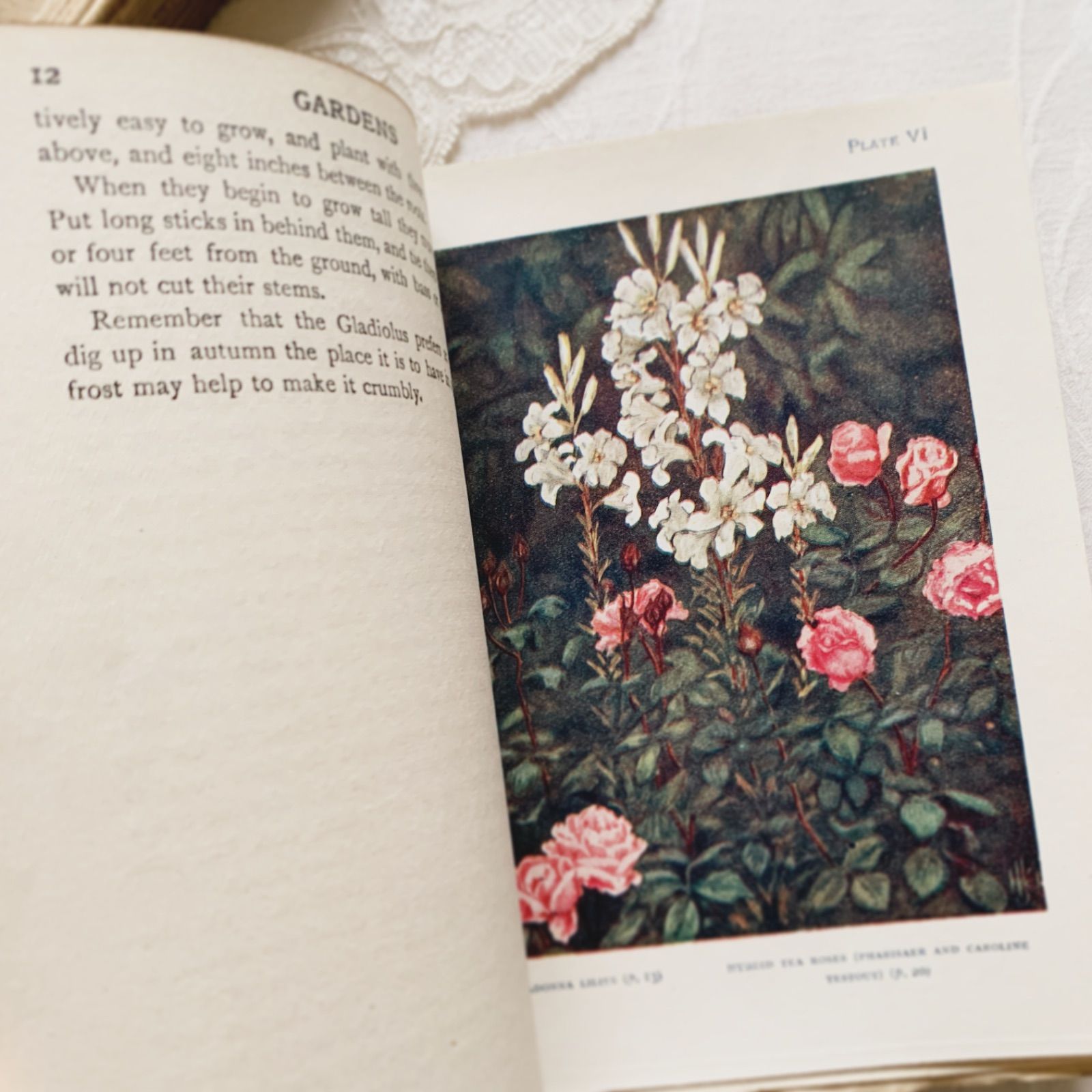 植物図鑑　洋書　古書　ボタニカルアート　アンティーク　リトグラフ　27 1910s-1920s 英国アンティーク植物図鑑 ボタニカルアート Gardens/植物