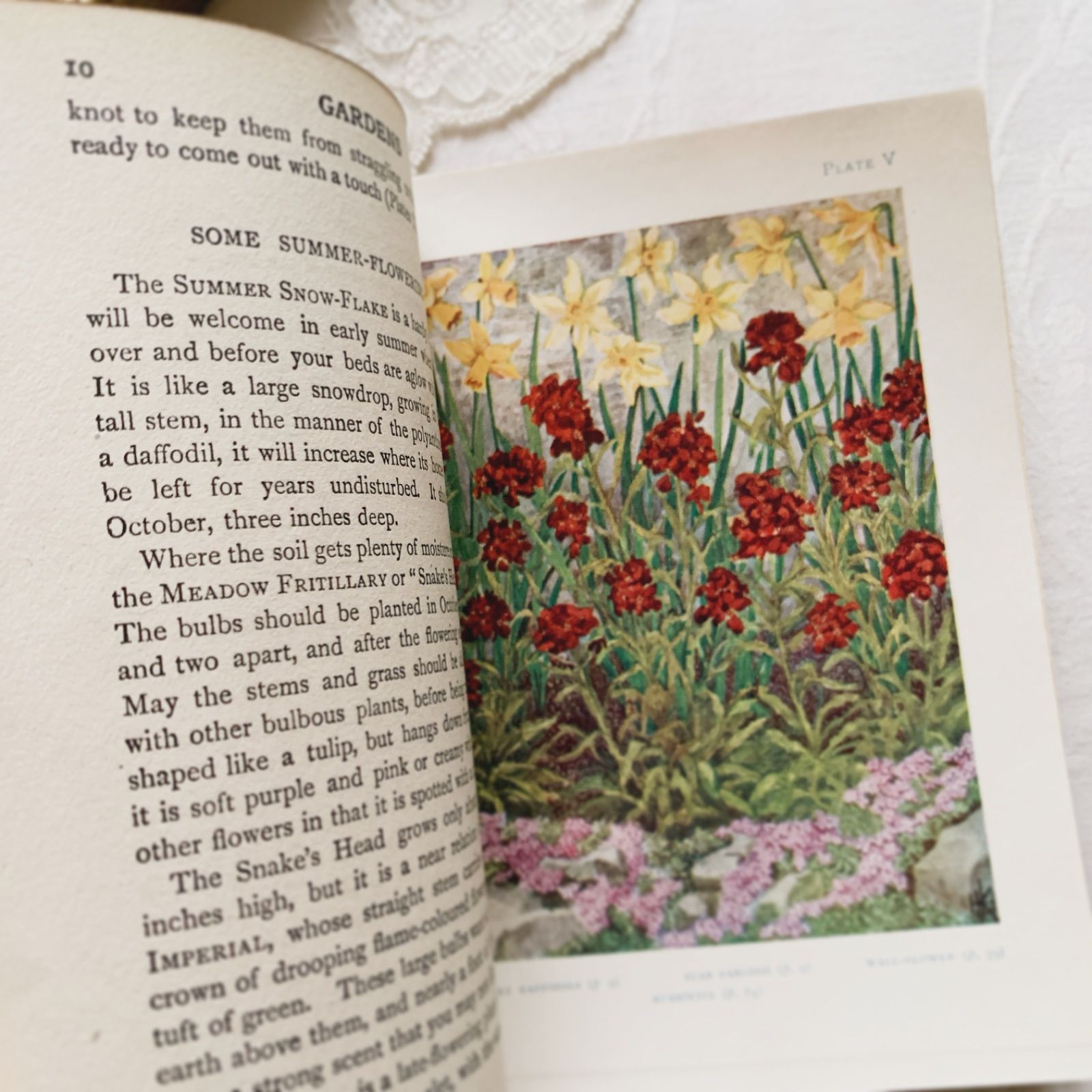 1910s-1920s 英国アンティーク植物図鑑 ボタニカルアート Gardens/植物