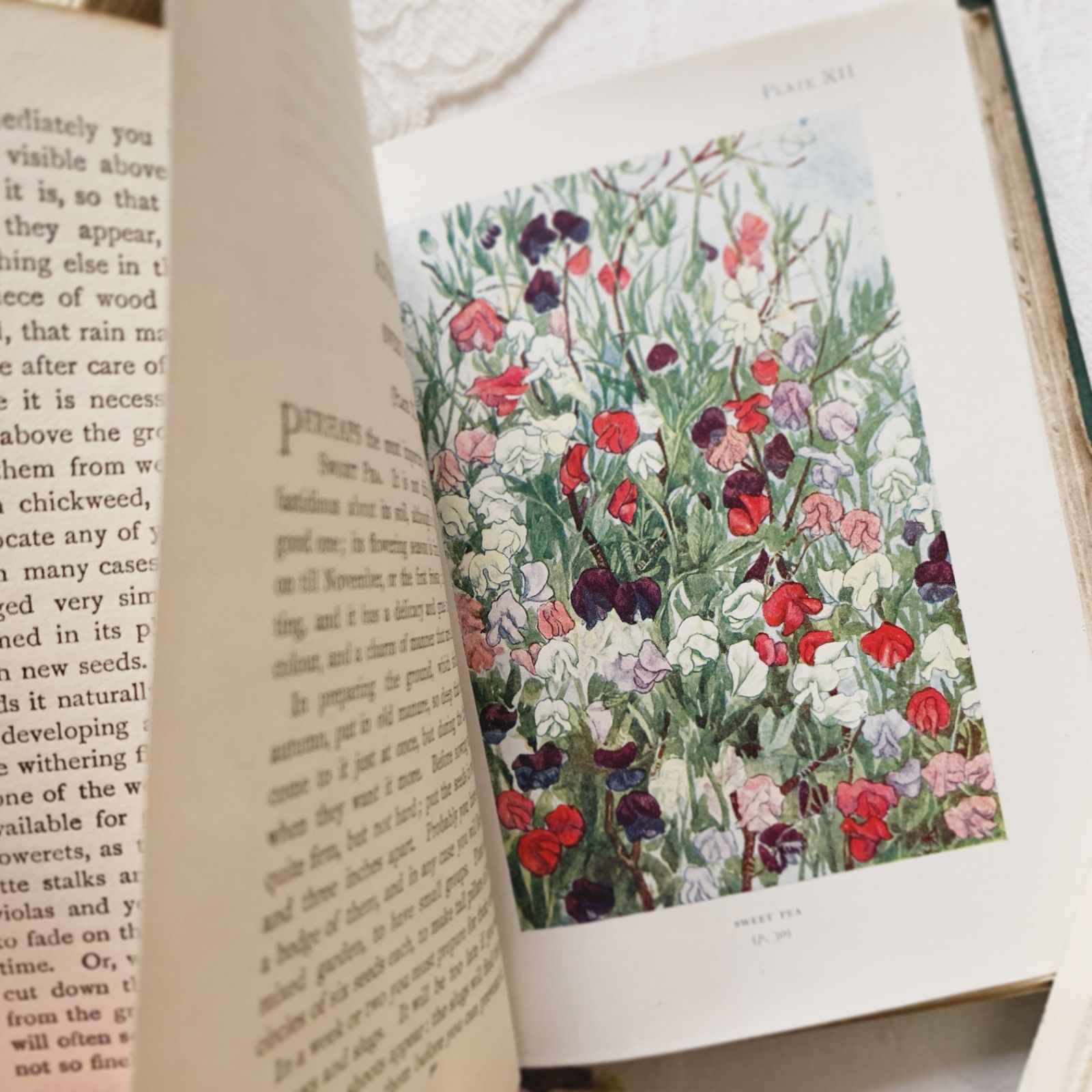 1910s-1920s 英国アンティーク植物図鑑 ボタニカルアート Gardens/植物