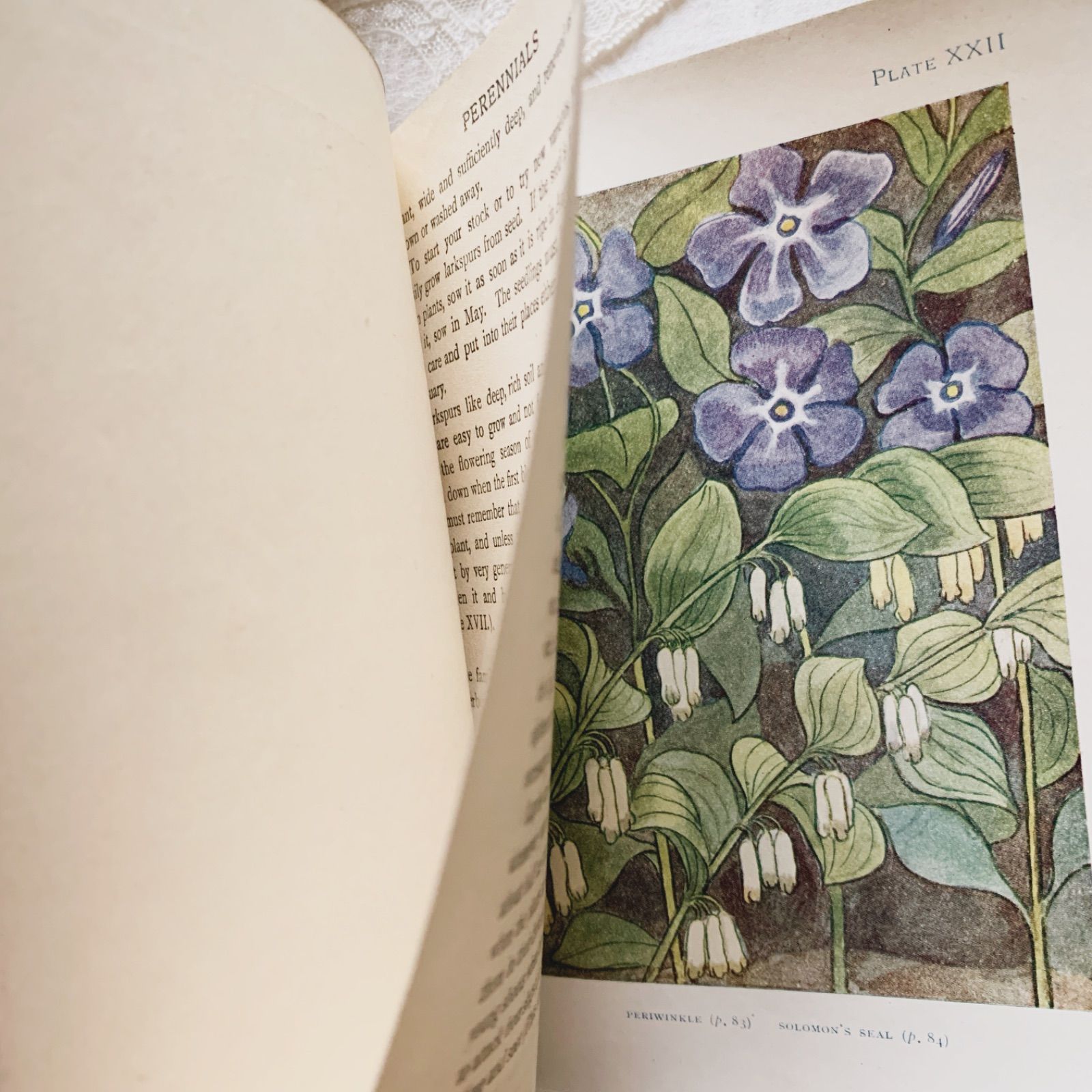 植物図鑑　洋書　古書　ボタニカルアート　アンティーク　リトグラフ　27 1910s-1920s 英国アンティーク植物図鑑 ボタニカルアート Gardens/植物