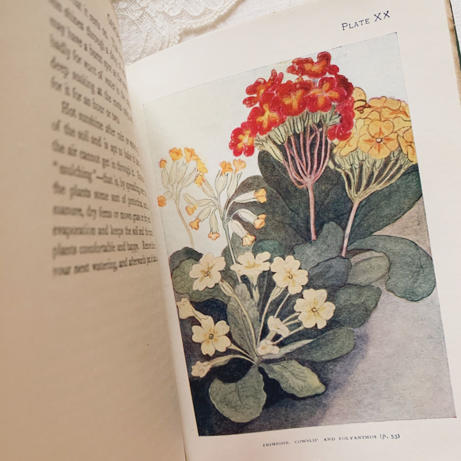 1910s-1920s 英国アンティーク植物図鑑 ボタニカルアート Gardens/植物