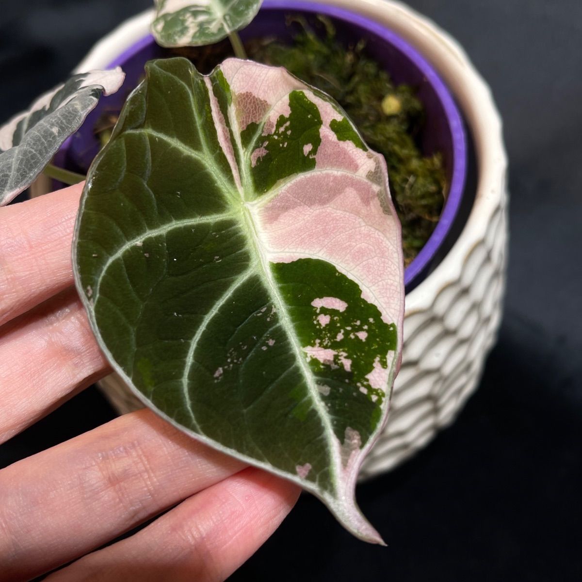 観葉植物 【美品】Alocasia Black Velvet Pink Variegatedアロカシア
