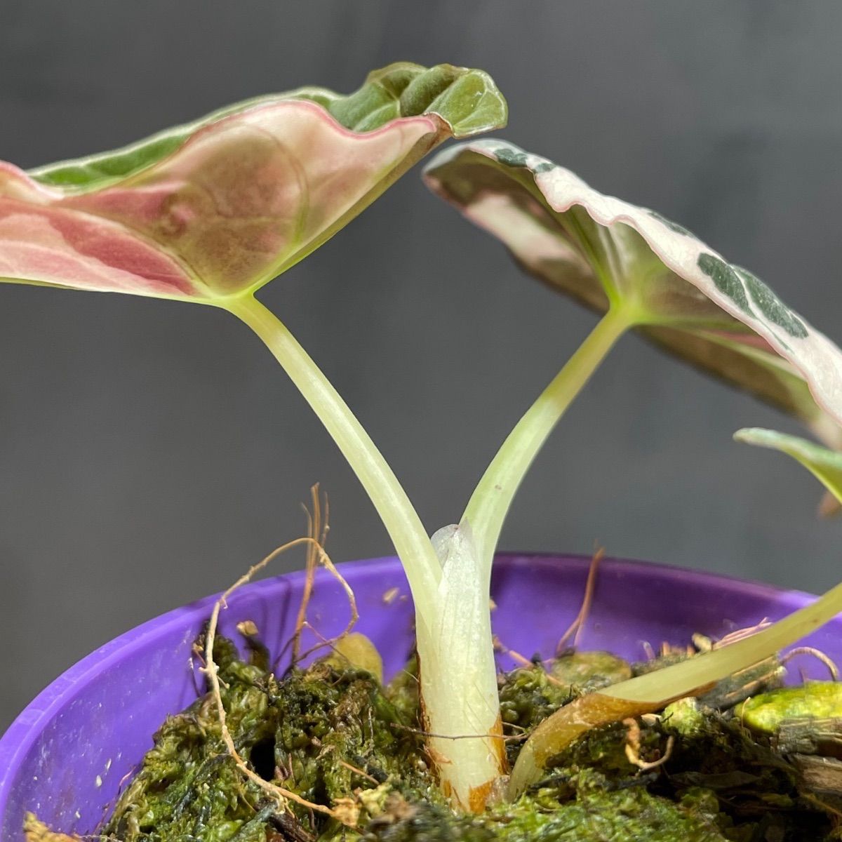 美品】Alocasia Black Velvet Pink Variegatedアロカシア ブラック 