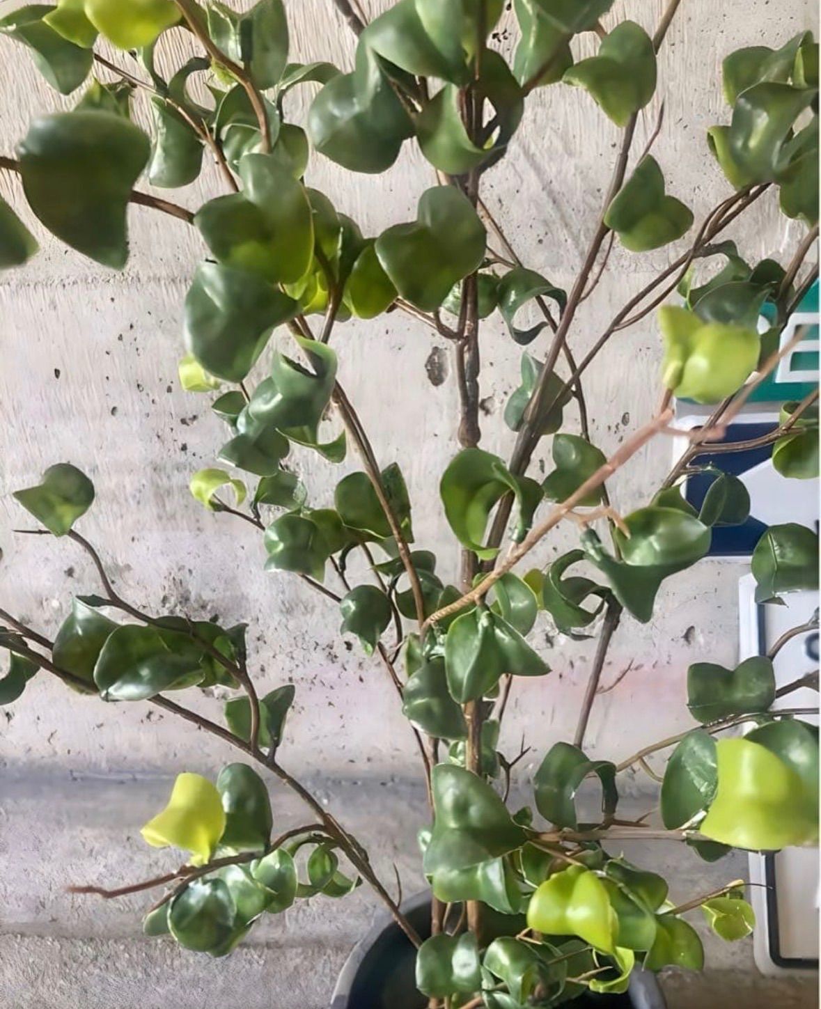光触媒 人工観葉植物 ウォールグリーン フェイクグリーン ベンジャミン 