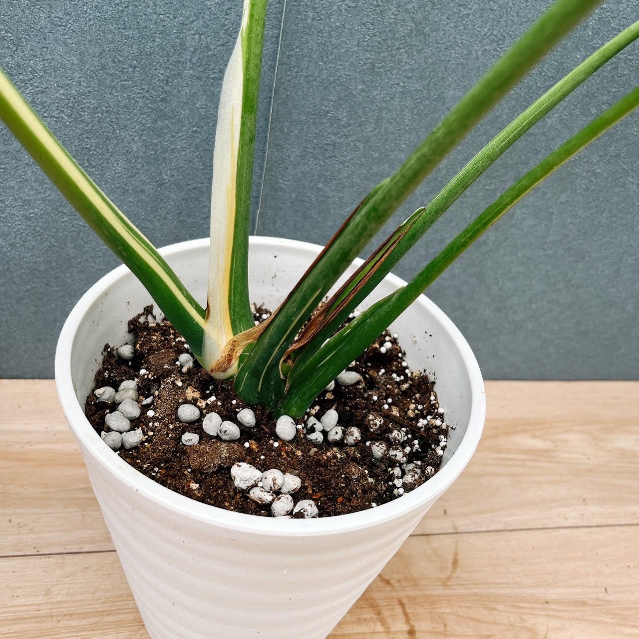現品］【希少】19番 モンステラ 斑入り 6号 観葉植物 室内 レア 鉢