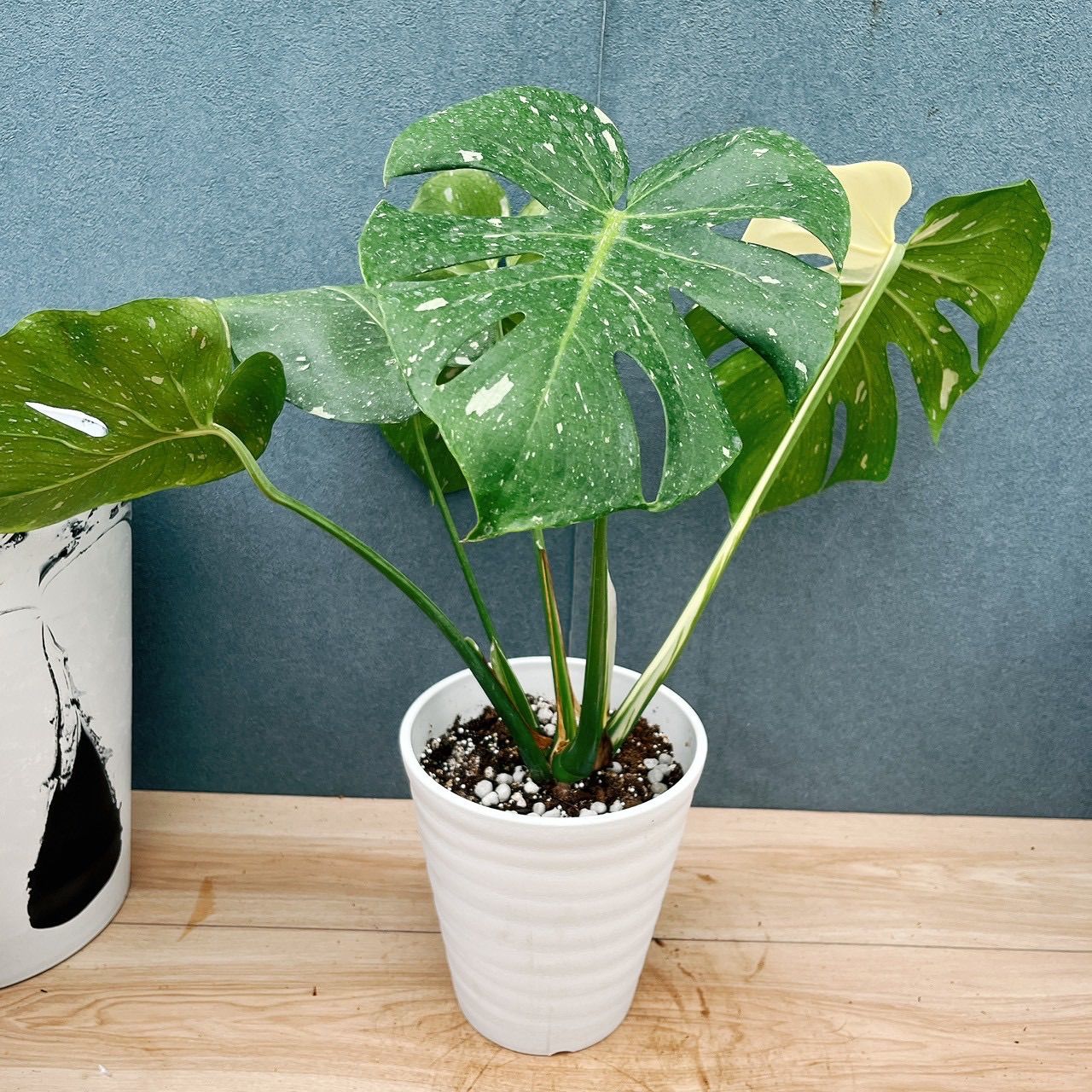 現品］【希少】19番 モンステラ 斑入り 6号 観葉植物 室内 レア 鉢