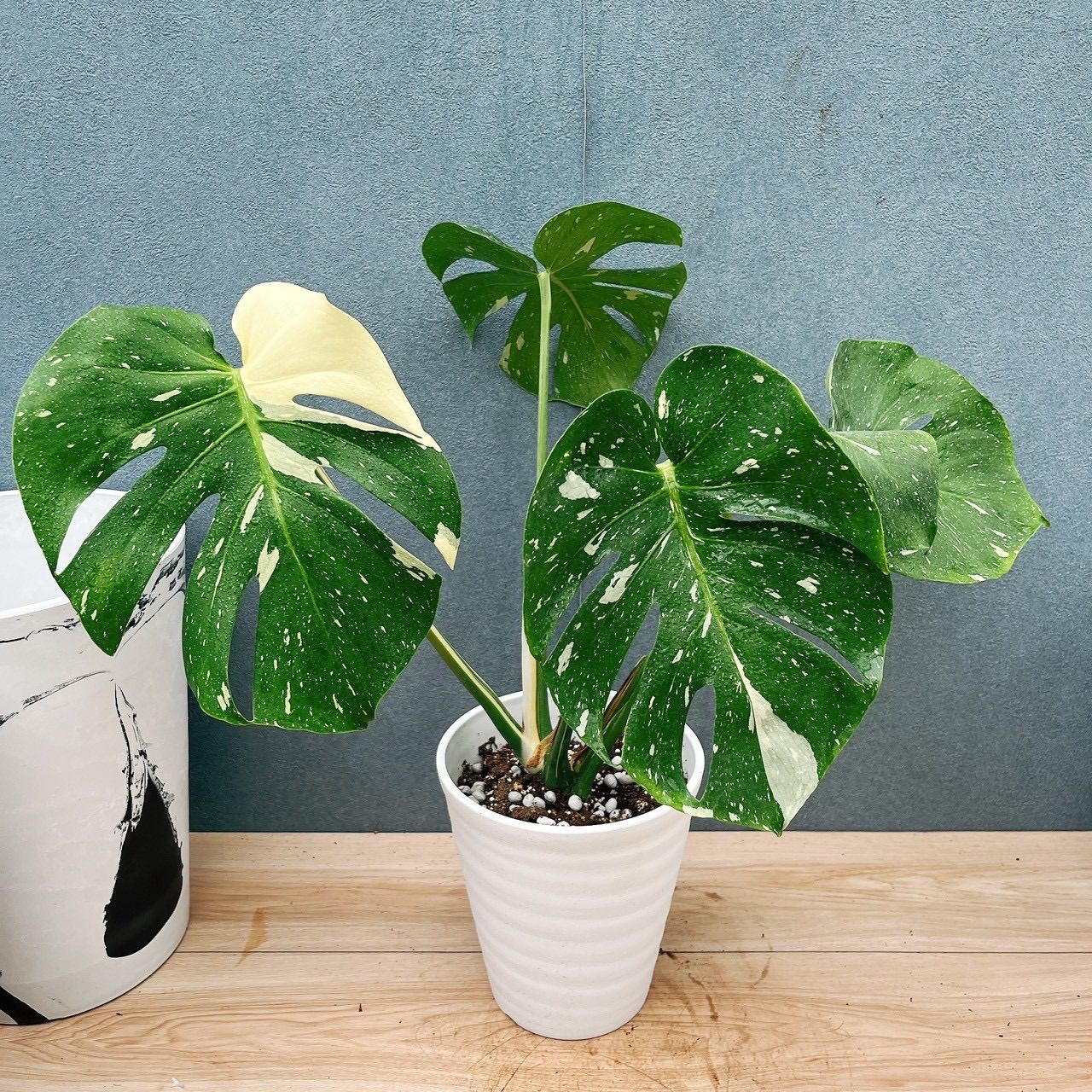 現品］【希少】19番 モンステラ 斑入り 6号 観葉植物 室内 レア 鉢