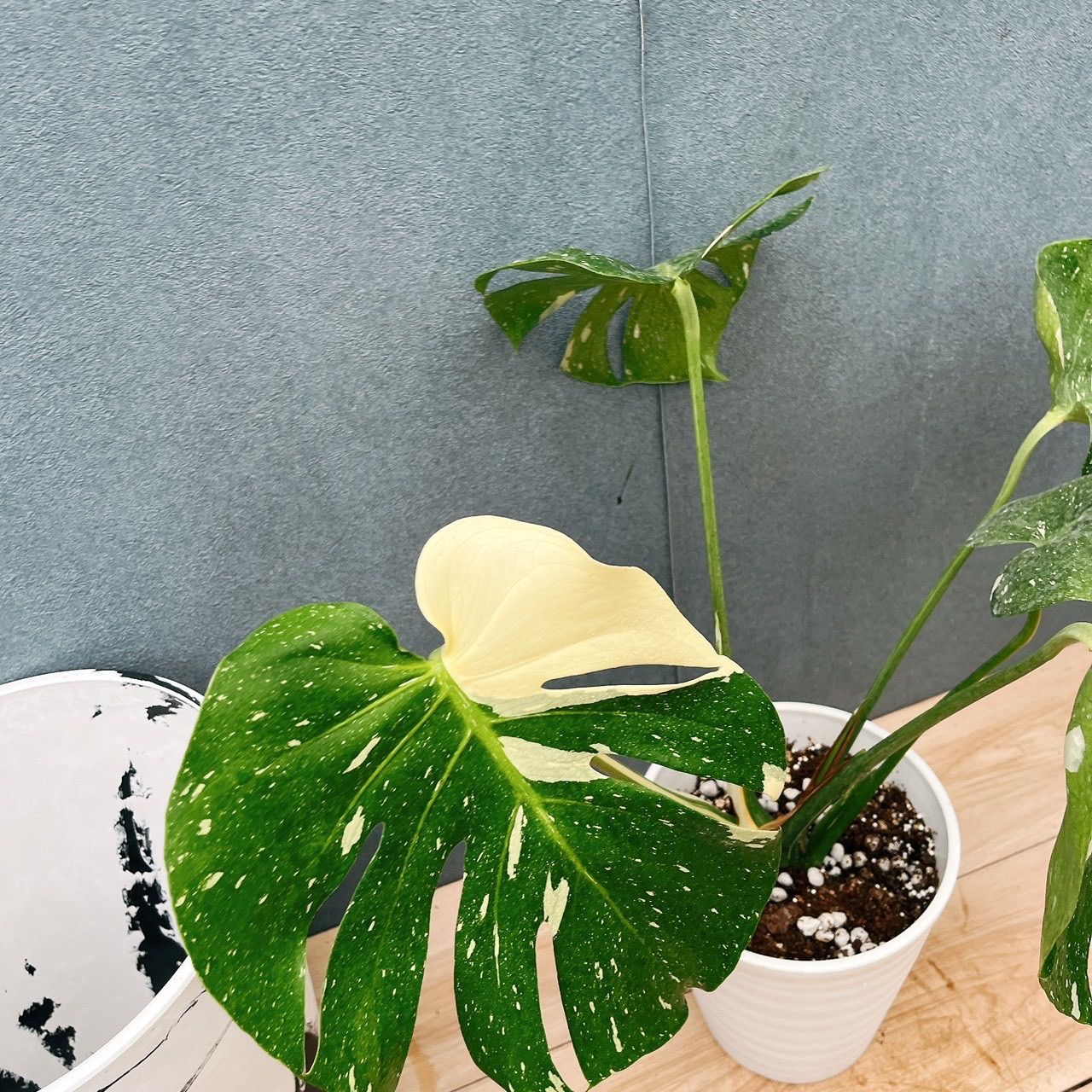 現品］【希少】19番 モンステラ 斑入り 6号 観葉植物 室内 レア 鉢