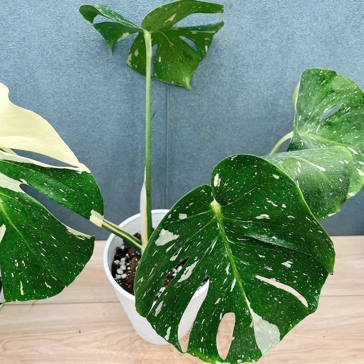 現品］【希少】19番 モンステラ 斑入り 6号 観葉植物 室内 レア 鉢