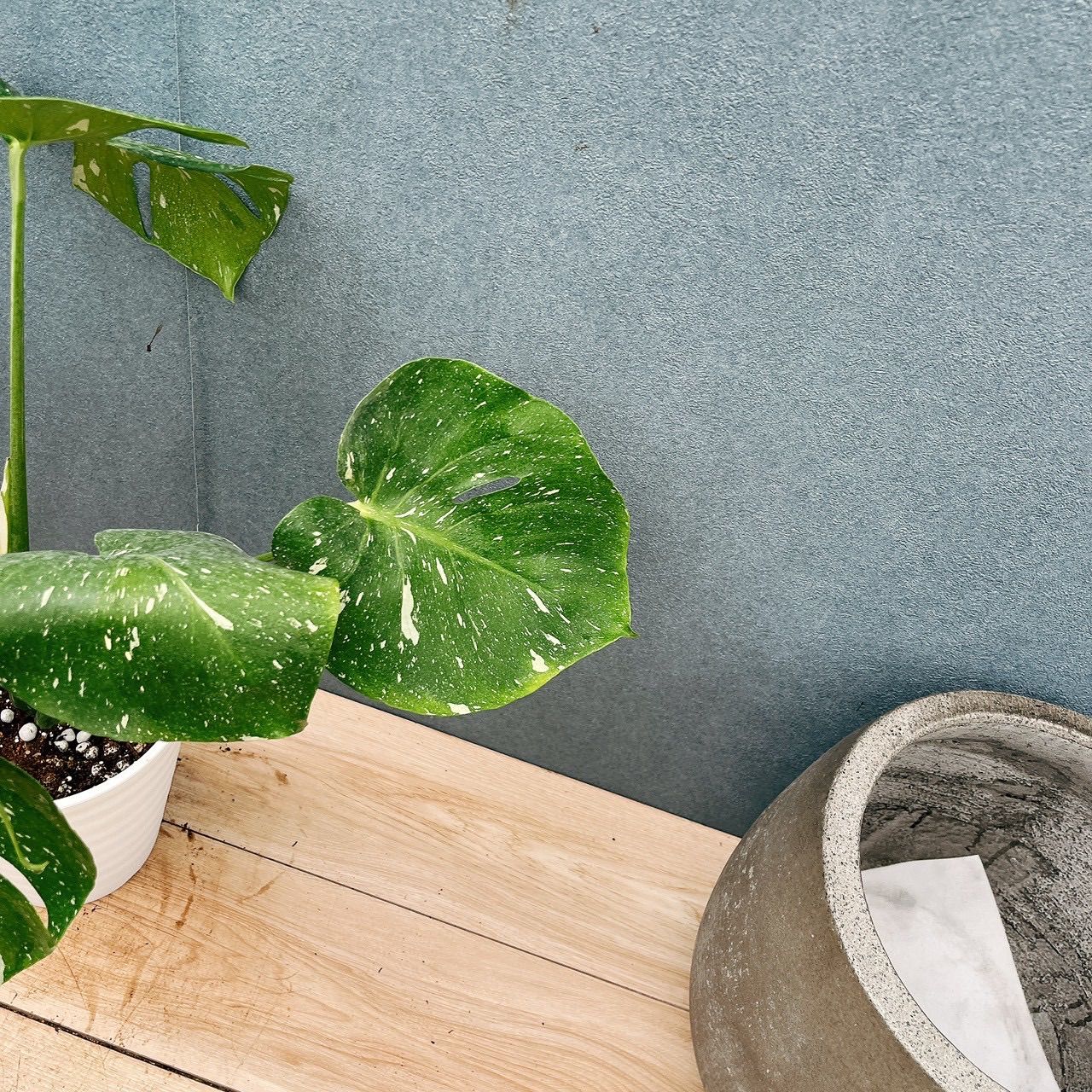 現品］【希少】19番 モンステラ 斑入り 6号 観葉植物 室内 レア 鉢