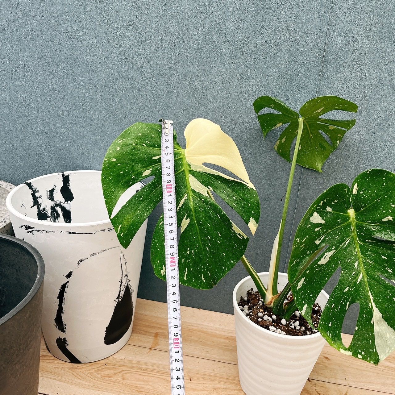 現品］【希少】19番 モンステラ 斑入り 6号 観葉植物 室内 レア 鉢