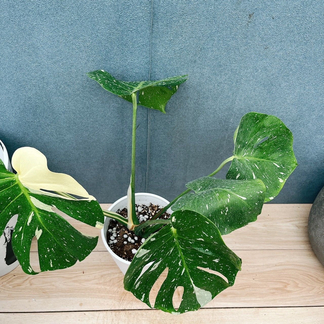 現品］【希少】19番 モンステラ 斑入り 6号 観葉植物 室内 レア 鉢