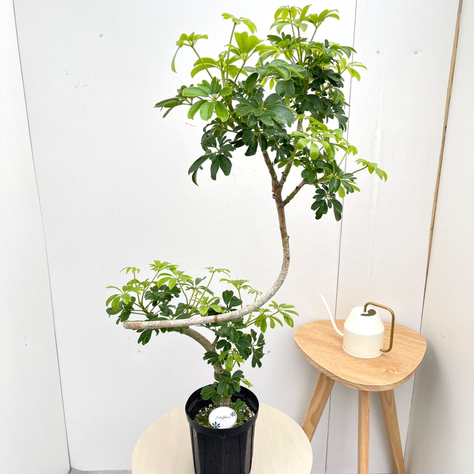 シェフレラ レナータ 7【現品】☆希少☆ 観葉植物 室内 5号 - メルカリ