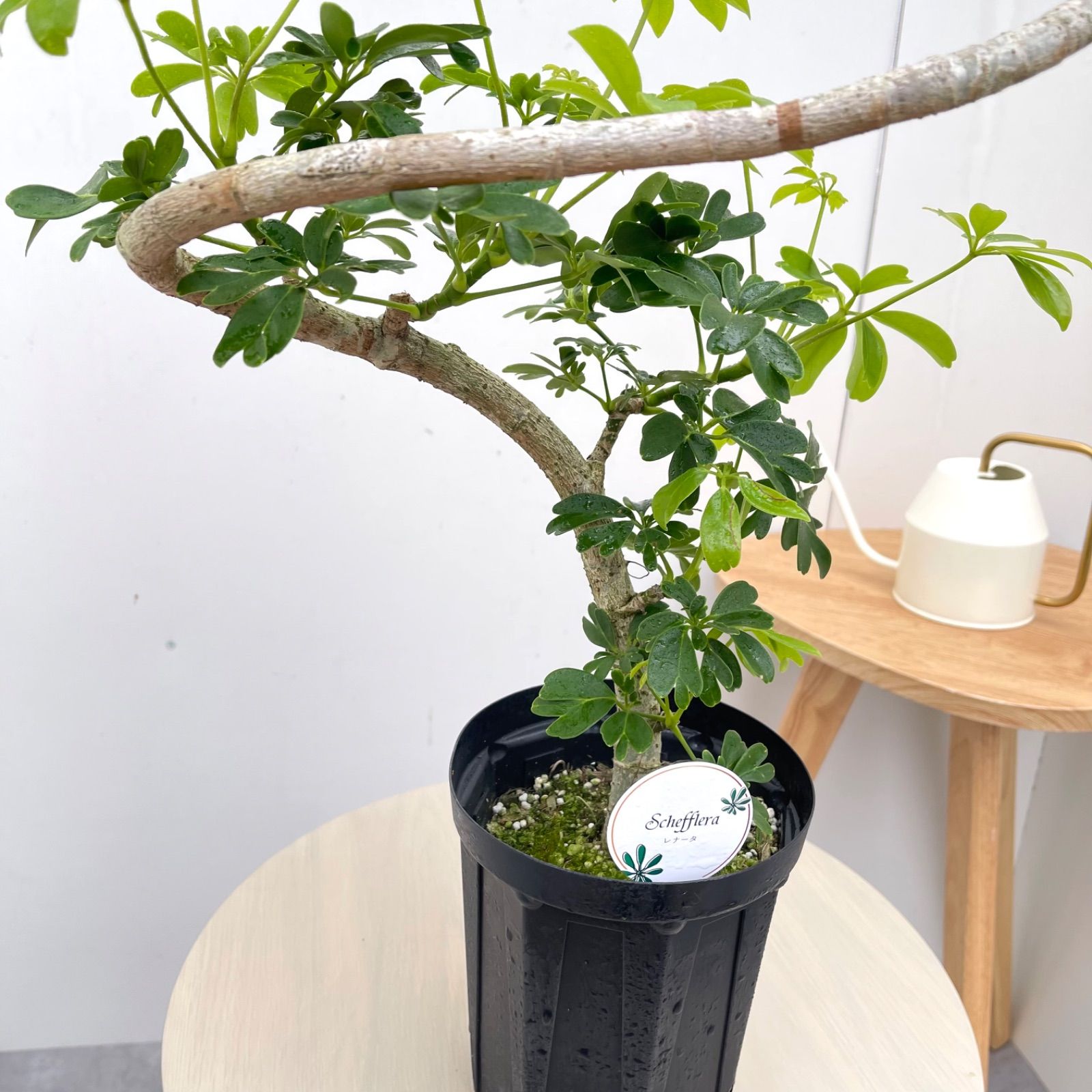シェフレラ レナータ 7【現品】☆希少☆ 観葉植物 室内 5号 - メルカリ
