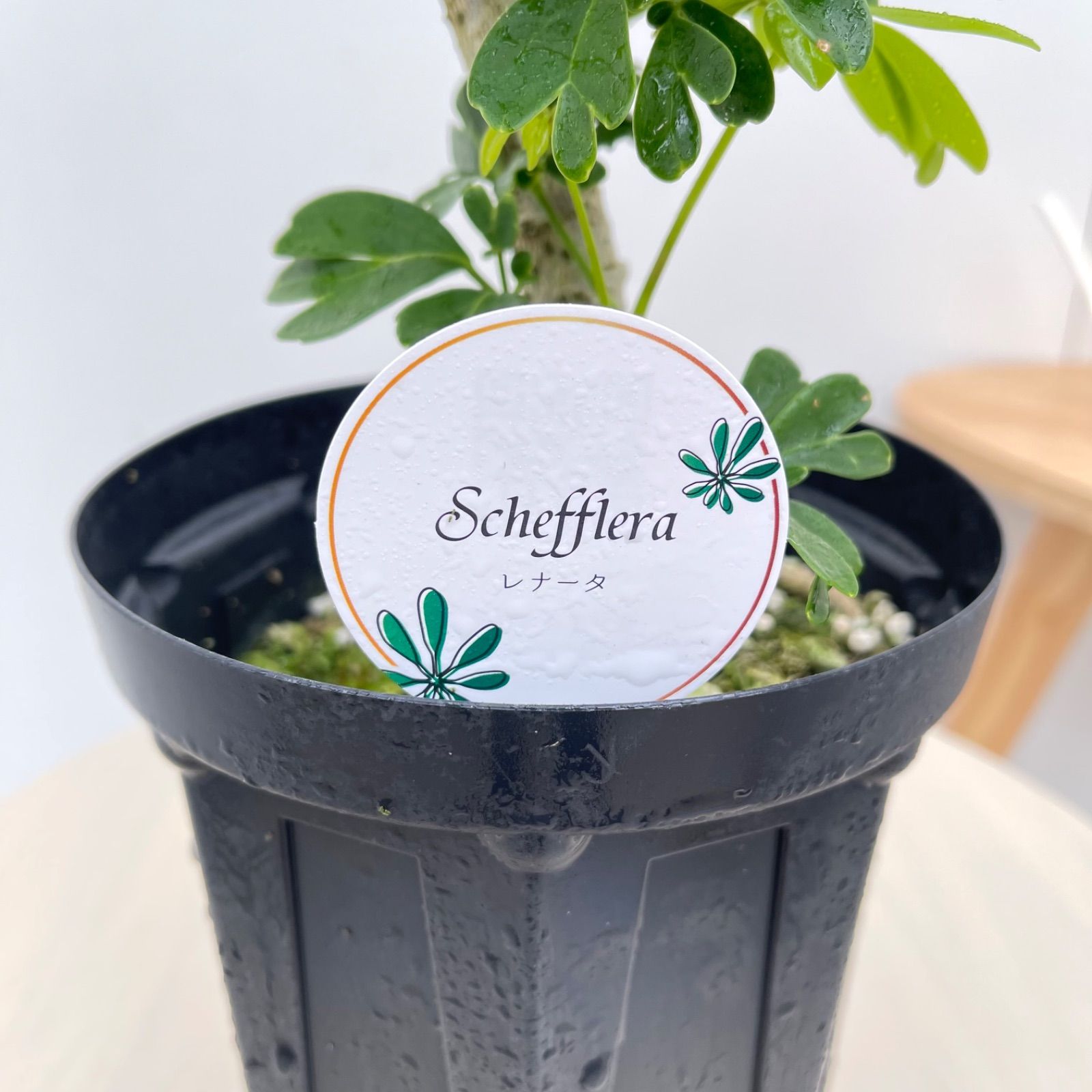 シェフレラ レナータ 7【現品】☆希少☆ 観葉植物 室内 5号 - メルカリ