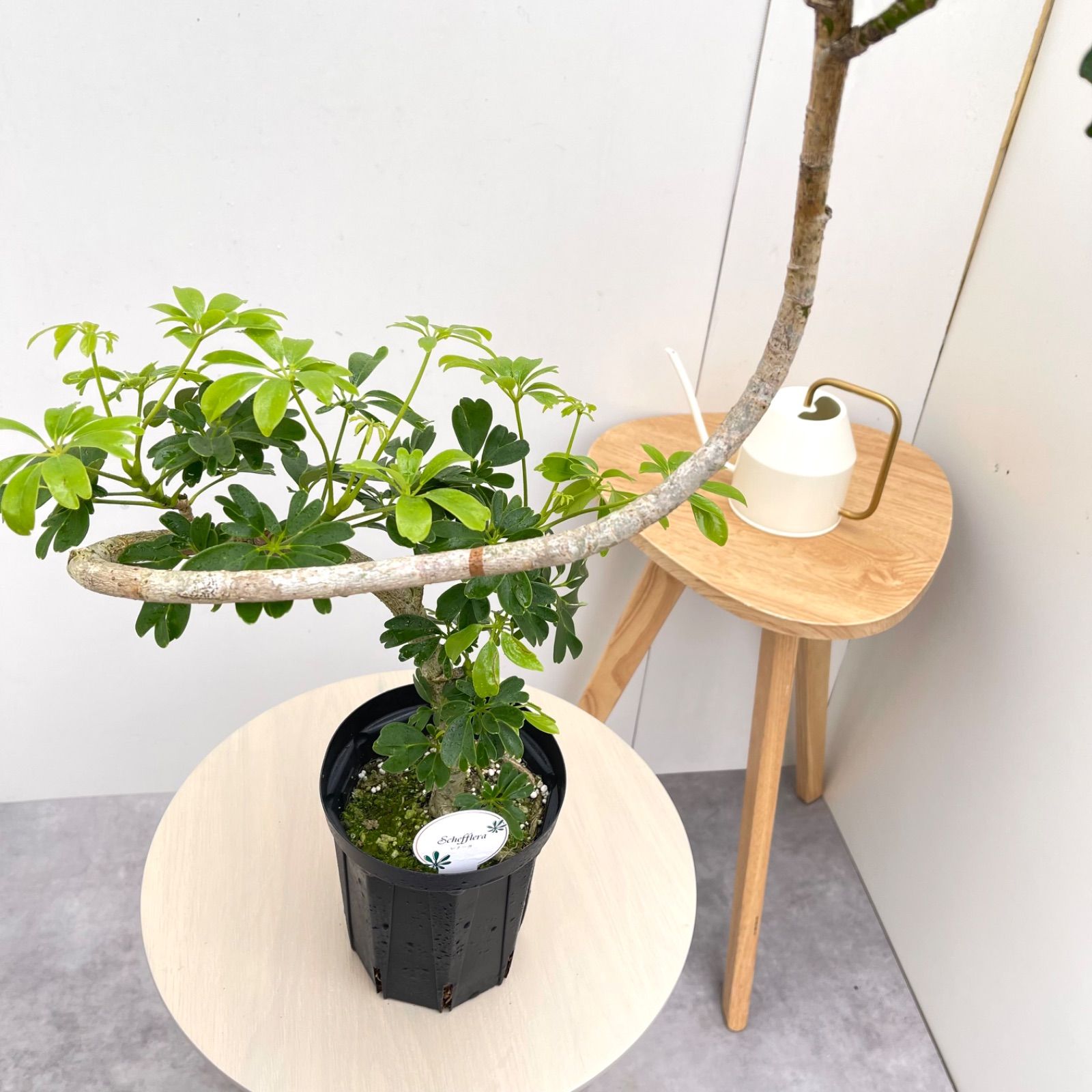 シェフレラ レナータ 7【現品】☆希少☆ 観葉植物 室内 5号 - メルカリ