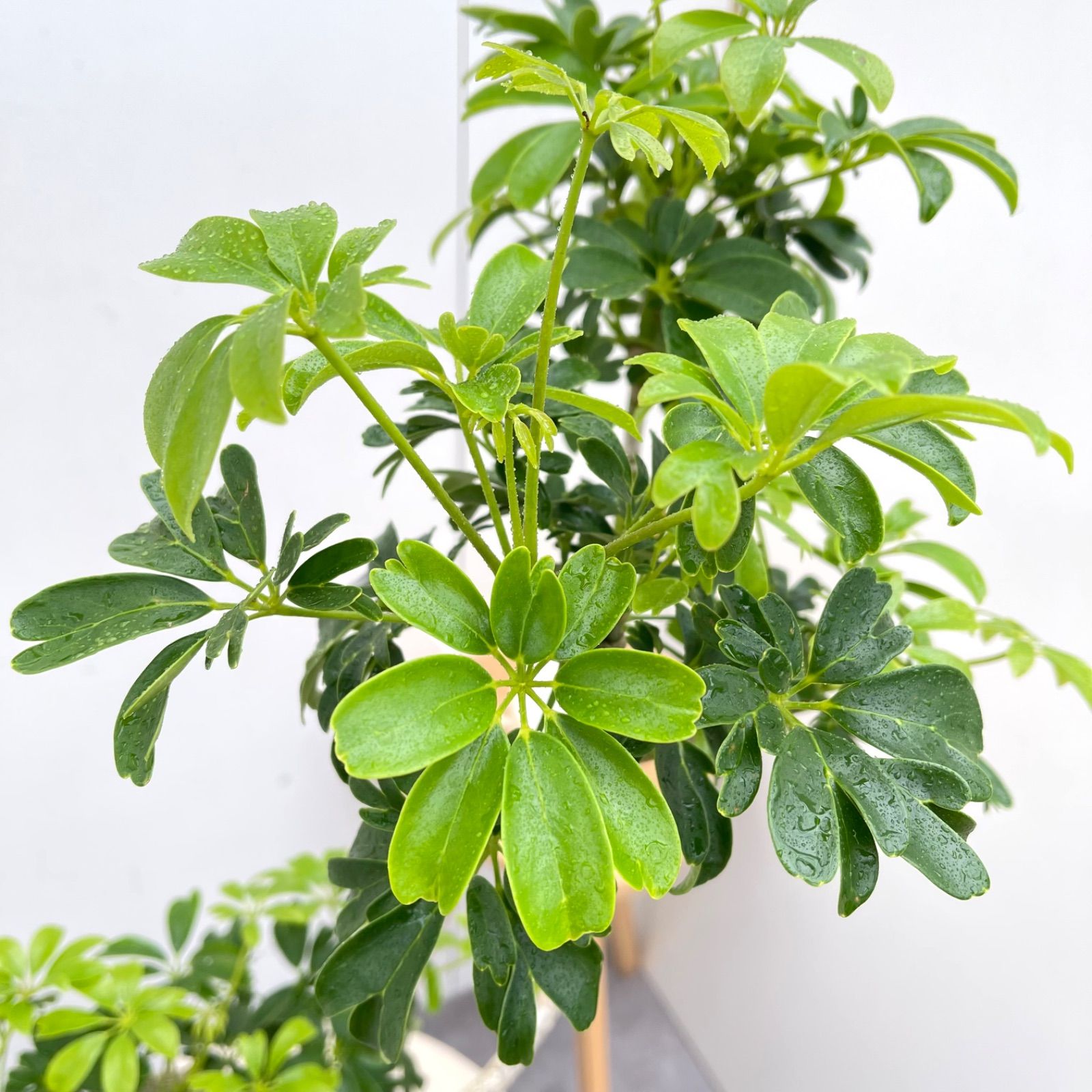 シェフレラ レナータ 7【現品】☆希少☆ 観葉植物 室内 5号 - メルカリ