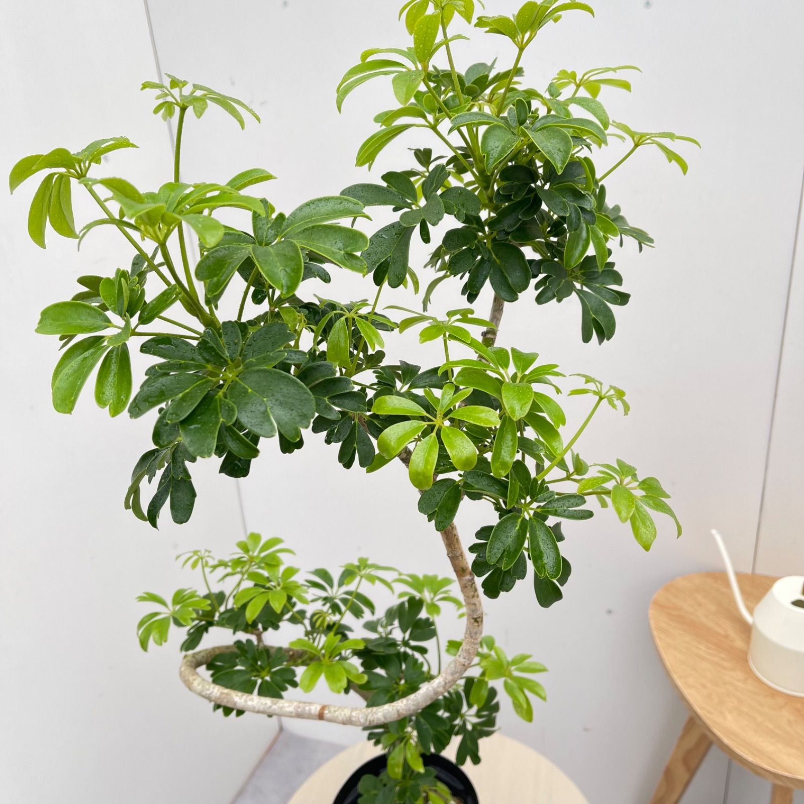 シェフレラ レナータ 7【現品】☆希少☆ 観葉植物 室内 5号 - メルカリ
