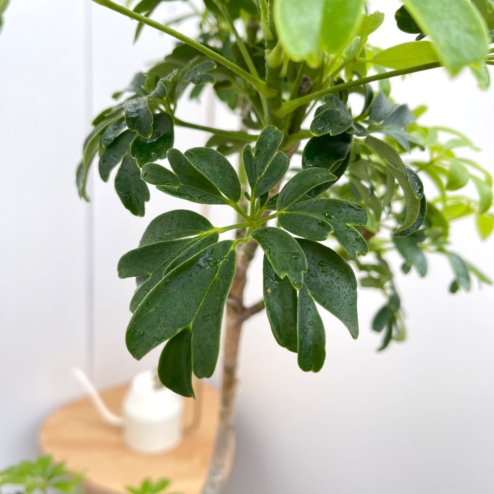 シェフレラ レナータ 7【現品】☆希少☆ 観葉植物 室内 5号 - メルカリ