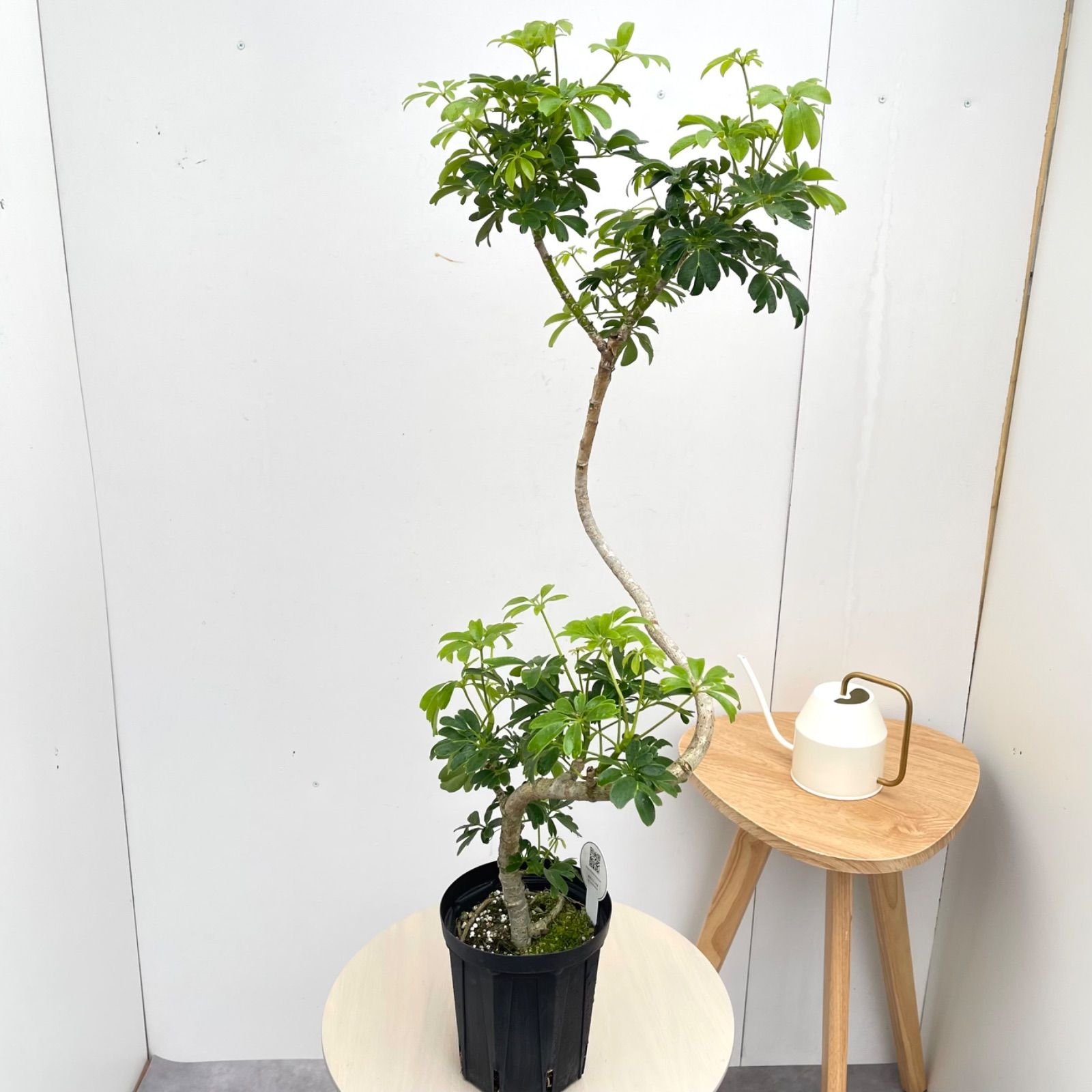シェフレラ レナータ 7【現品】☆希少☆ 観葉植物 室内 5号 - メルカリ