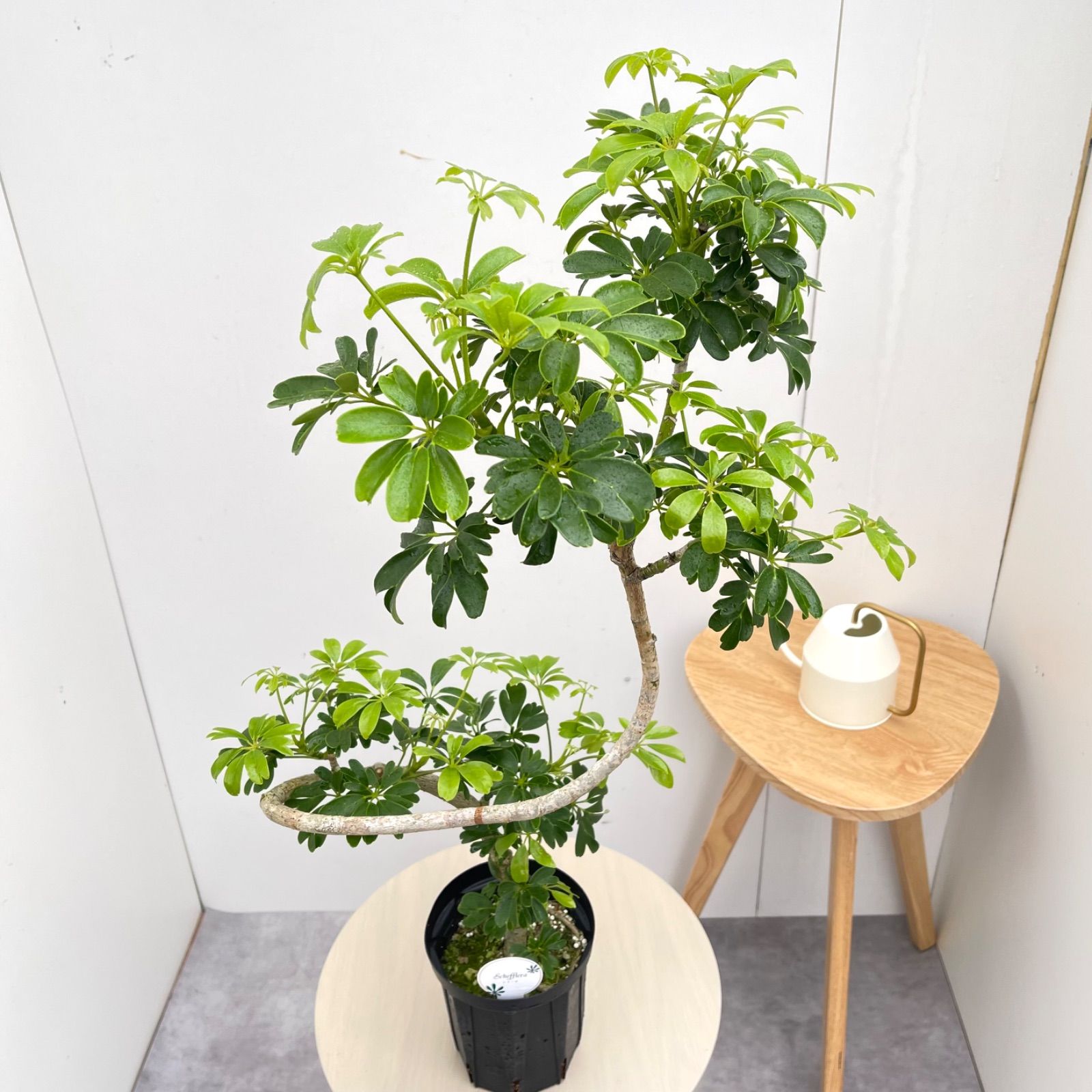 シェフレラ レナータ 7【現品】☆希少☆ 観葉植物 室内 5号 - メルカリ