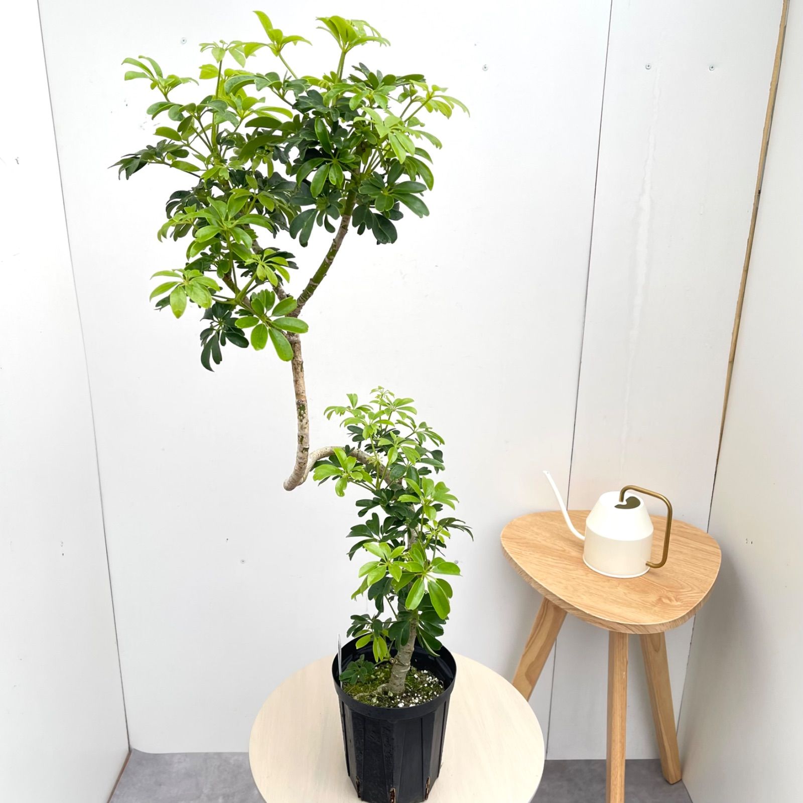 シェフレラ レナータ 7【現品】☆希少☆ 観葉植物 室内 5号 - メルカリ