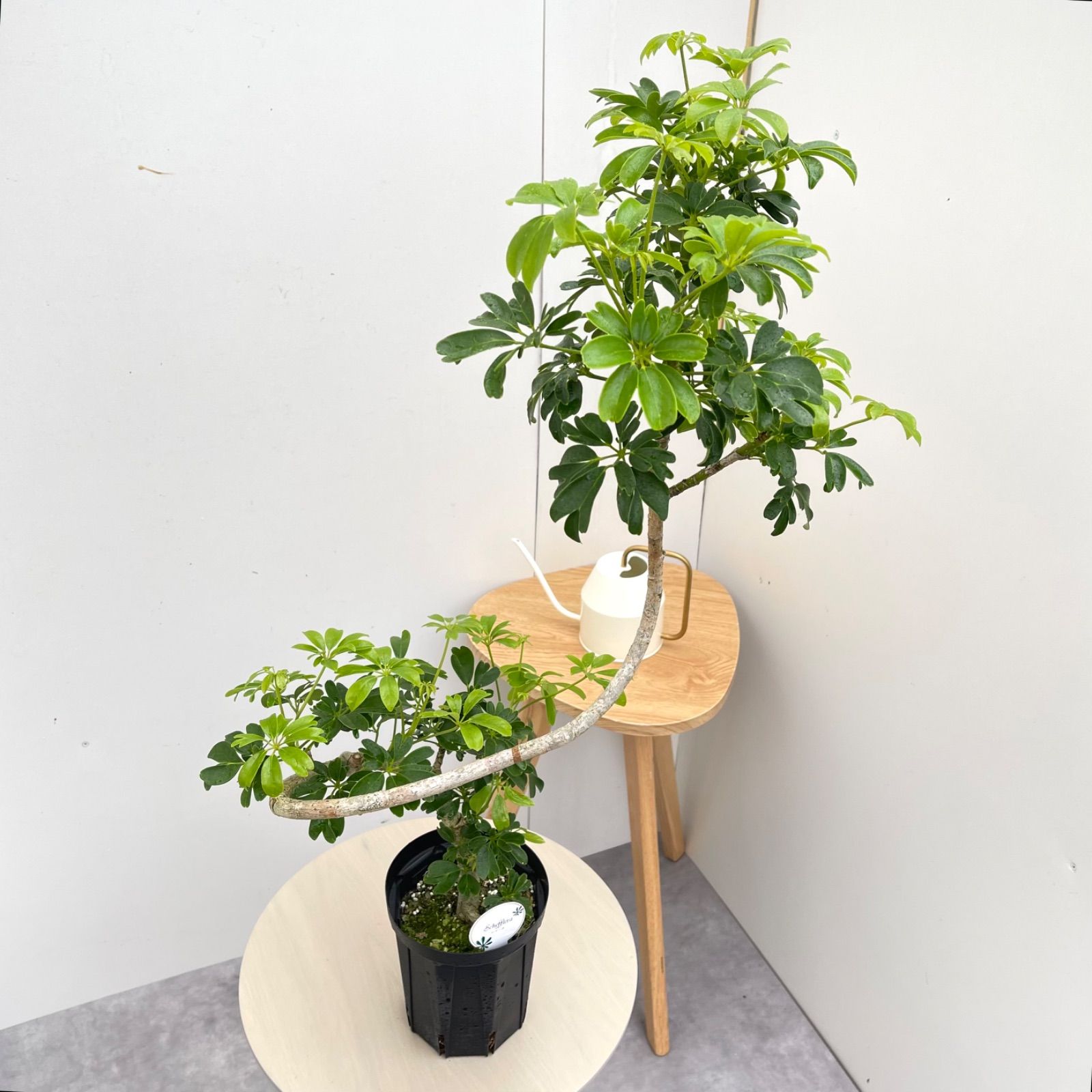 シェフレラ レナータ 7【現品】☆希少☆ 観葉植物 室内 5号 - メルカリ