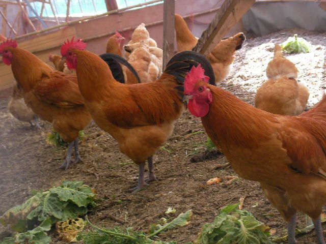 名古屋コーチン平飼い有精卵 48個＊割れ保証付 - メルカリ