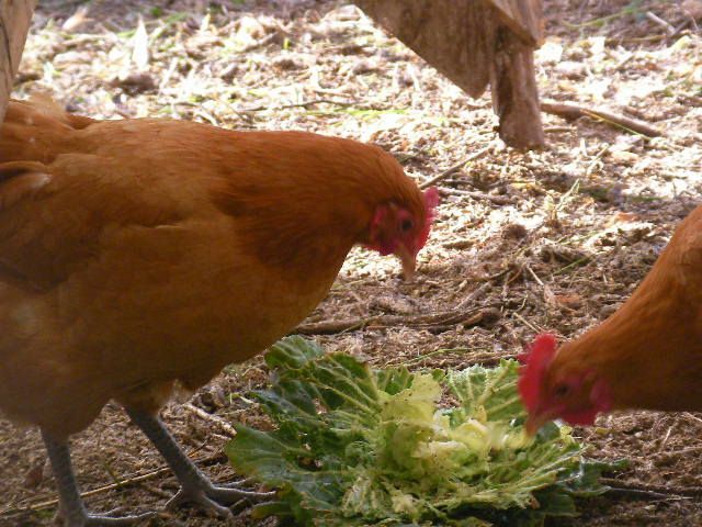 名古屋コーチン平飼い有精卵 48個＊割れ保証付 - メルカリ