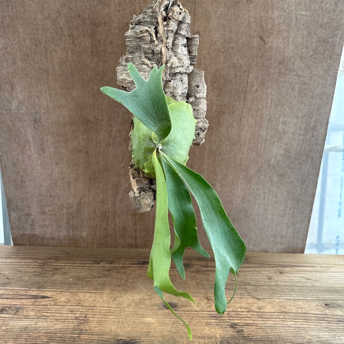 ☆コウモリラン アルシコルネ ⑦ コルク付け 現品 Platycerium 