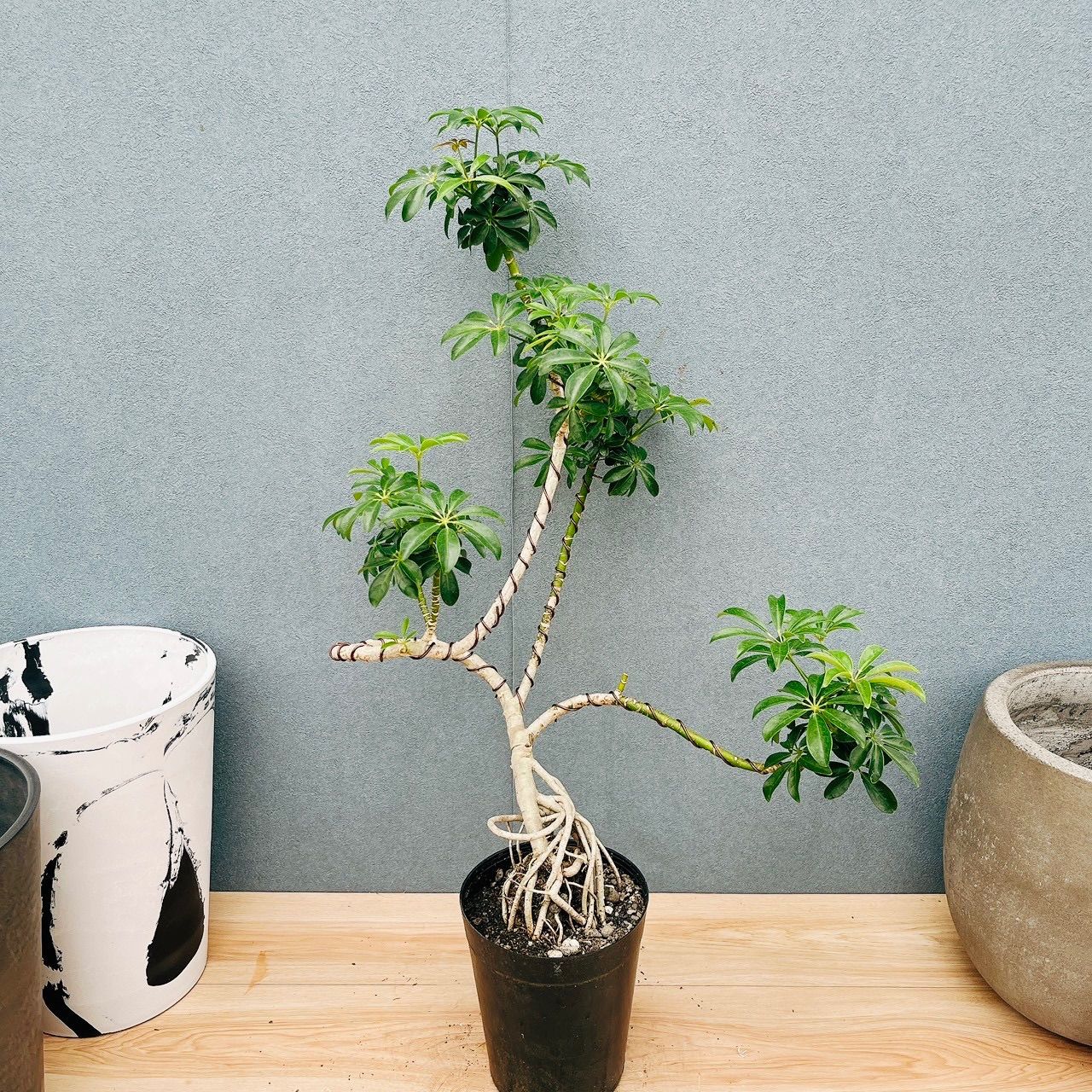 ［現品］☆一点もの☆ シェフレラ　コンパクタ　幹上がり　曲がり　観葉植物　室内 現品］☆一点もの☆ シェフレラ コンパクタ 幹上がり 曲がり 観葉植物