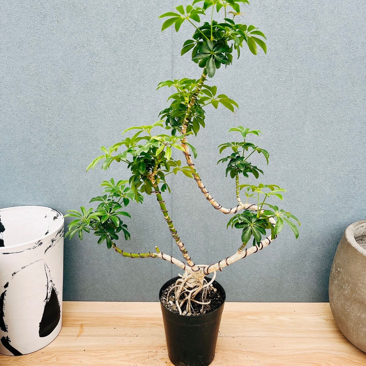 ［現品］☆一点もの☆ シェフレラ　コンパクタ　幹上がり　曲がり　観葉植物　室内 現品］50番 ☆一点もの☆ シェフレラ コンパクタ 幹上がり 曲がり 観葉