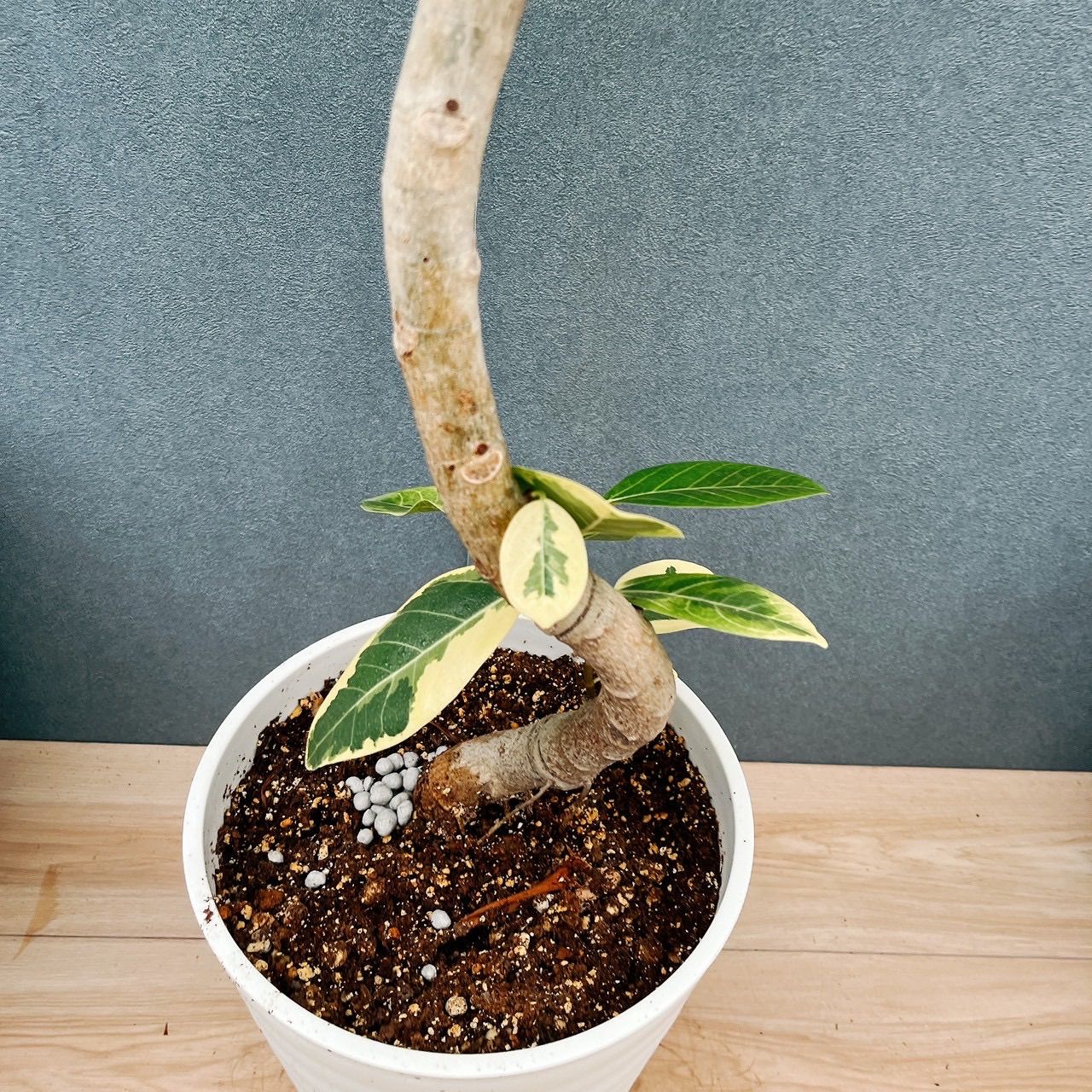 現品］15番 フィカス アルテシマ 8号 観葉植物 室内 大型 ゴムの木