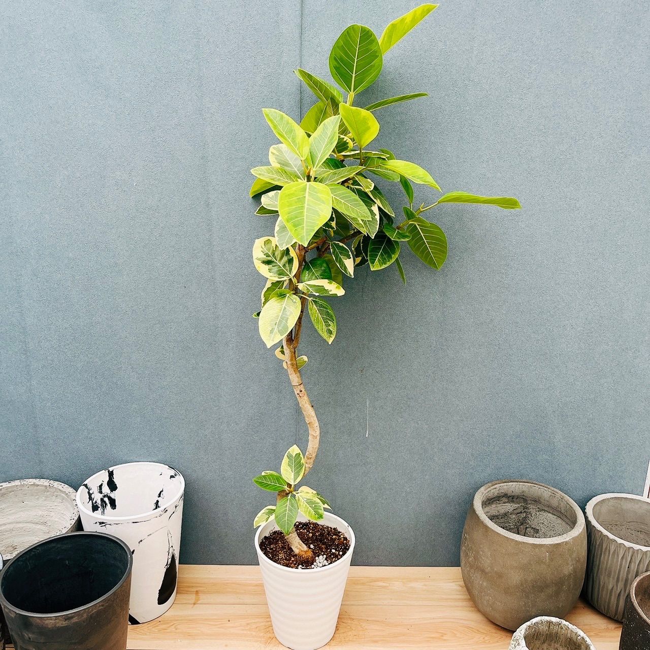 斑入りアルテシマ観葉植物 新芽付き 現品］15番 フィカス アルテシマ 8号 観葉植物 室内 大型 ゴムの木