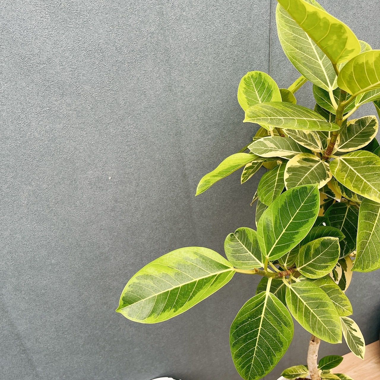 現品］15番 フィカス アルテシマ 8号 観葉植物 室内 大型 ゴムの木
