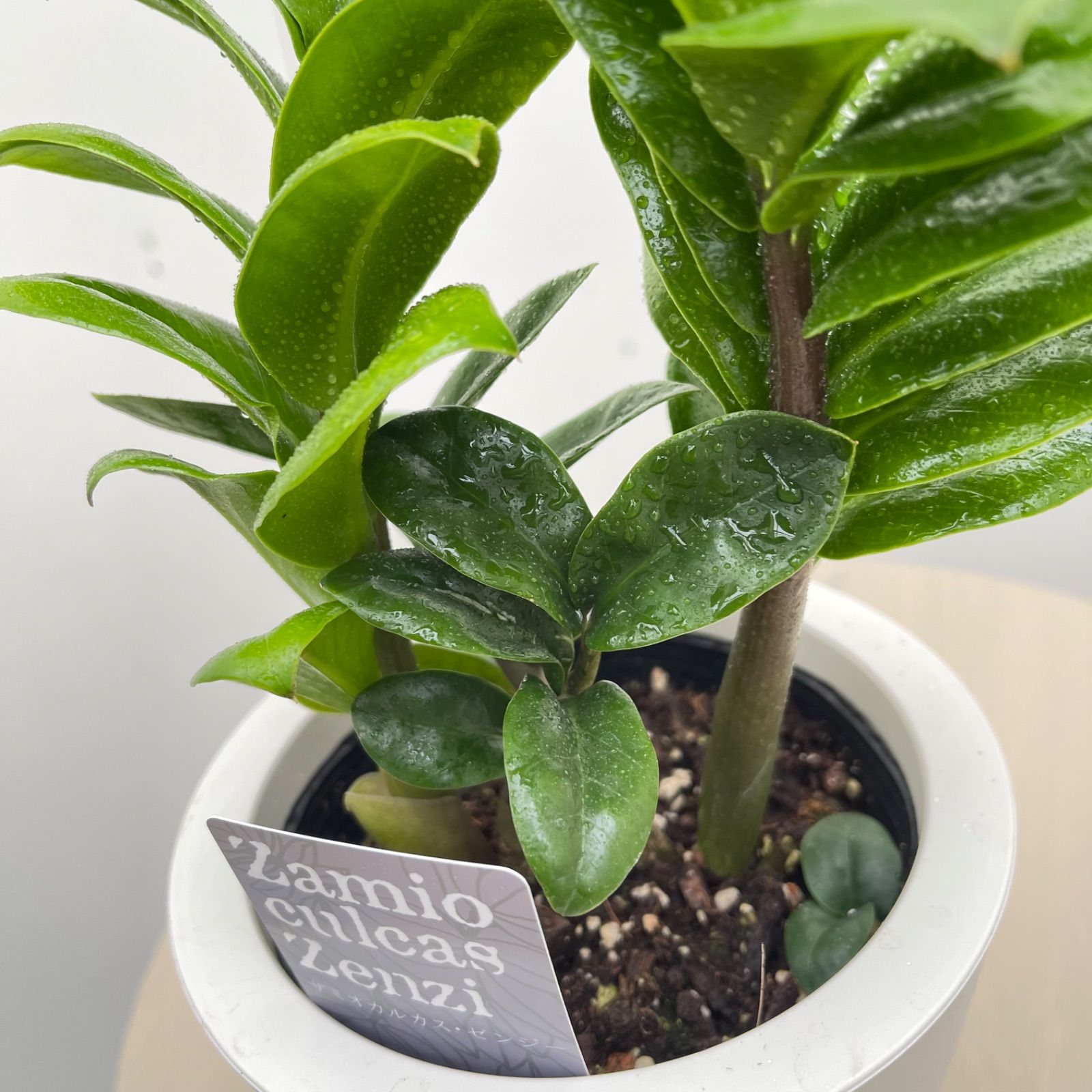 ザミオクルカス ゼンジー 1【現品】☆希少☆ 観葉植物 室内 5号 - メルカリ