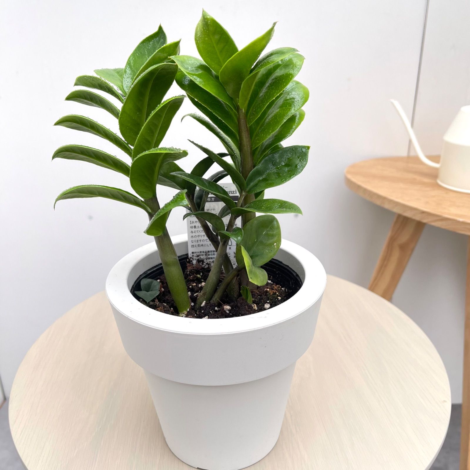 ザミオクルカス ゼンジー 1【現品】☆希少☆ 観葉植物 室内 5号 - メルカリ