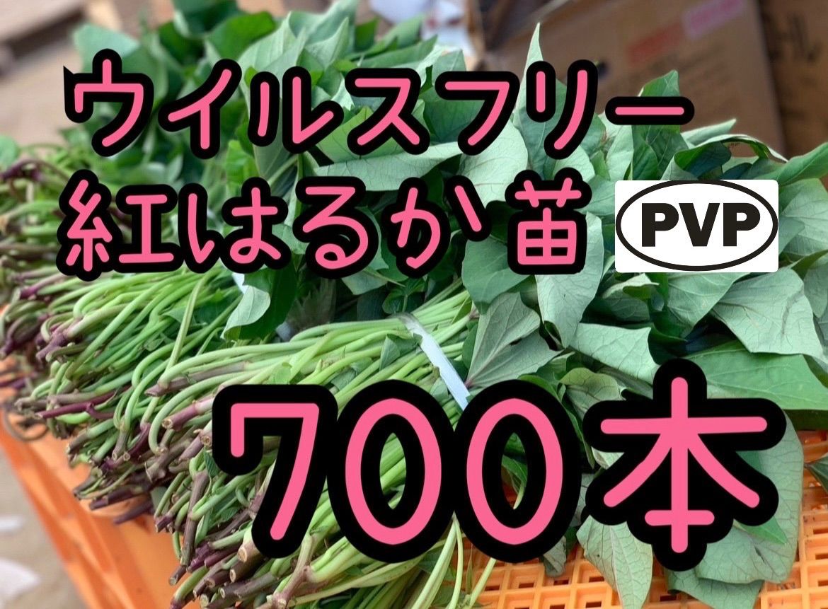 【特選品】紅はるか苗 ☆ 700本 5月中旬から発送開始