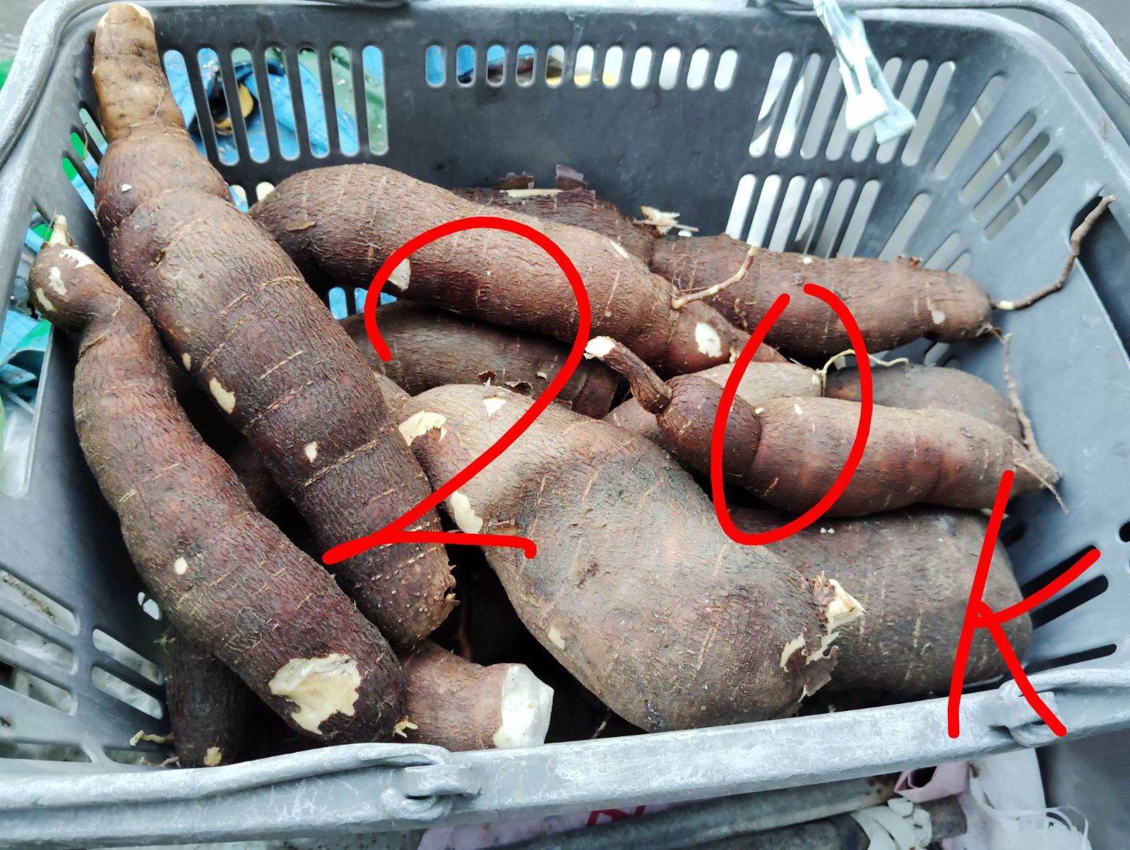 新鮮！キャッサバイモ 20kg ご注文後収穫 - メルカリ