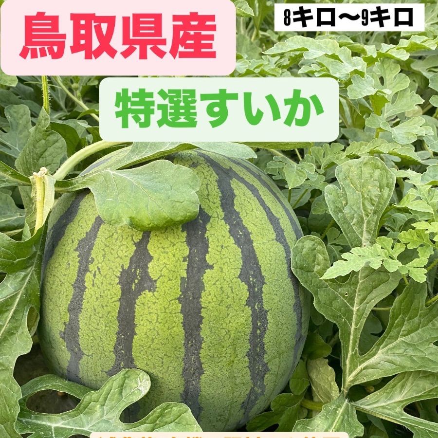 ※予約【6月1日収穫予定】鳥取県産　特選厳選スイカ 3L4L(8kg〜10kg) 赤秀品