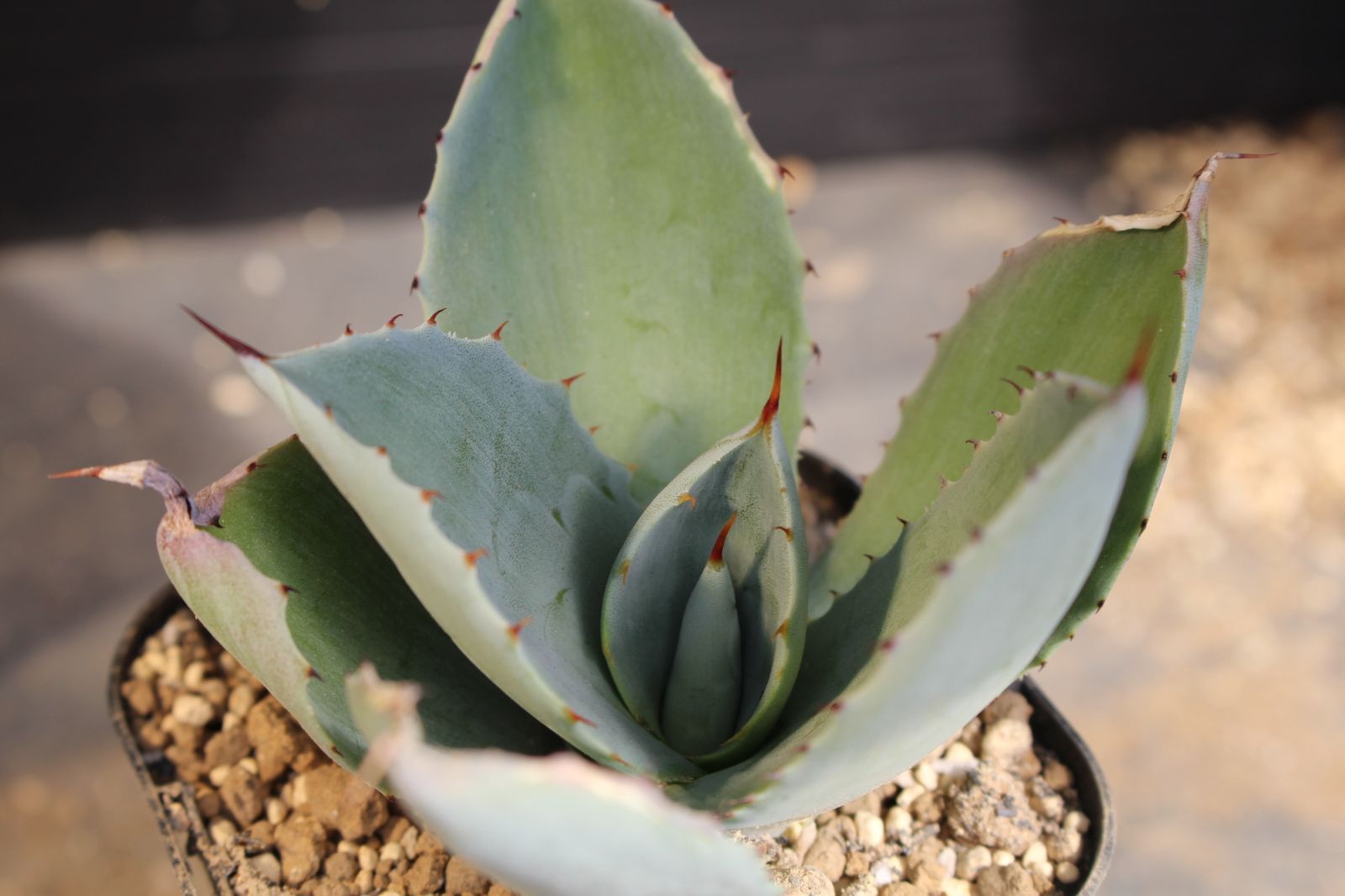 896 アガベ シーマニアナ”ピグマエア” / Agave seemanniana 'Pygmaea 896 アガベ シーマニアナ”ピグマエア” / Agave seemanniana 'Pygmaea