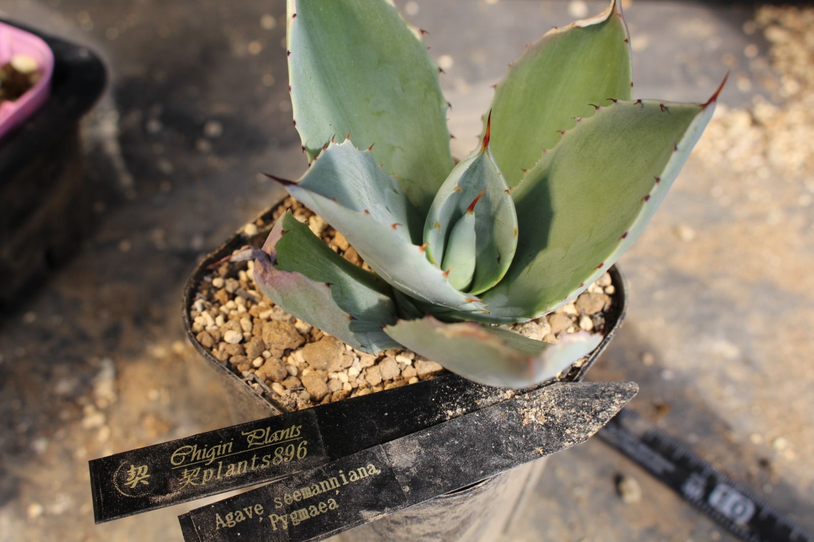 896 アガベ シーマニアナ”ピグマエア” / Agave seemanniana 'Pygmaea