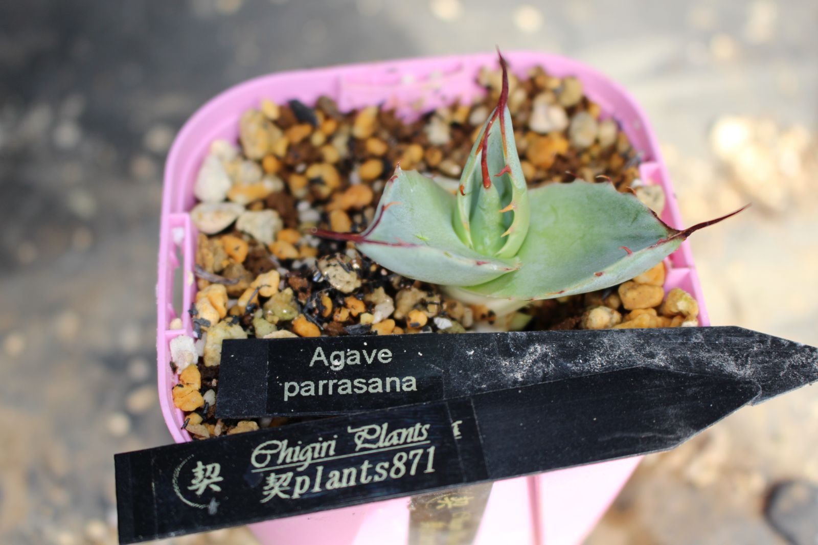 アガベ　パラサナ 871 アガベ パラサナ / Agave parrasana 信州実生 - メルカリ