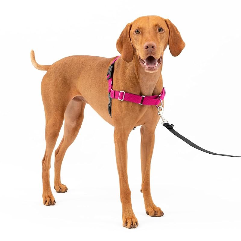 PetSafe（ペットセーフ） イージーウォークハーネス 犬用 引っ張り防止 散歩 トレーニング用ハーネス【Mサイズ ラズベリー＆グレー】 1