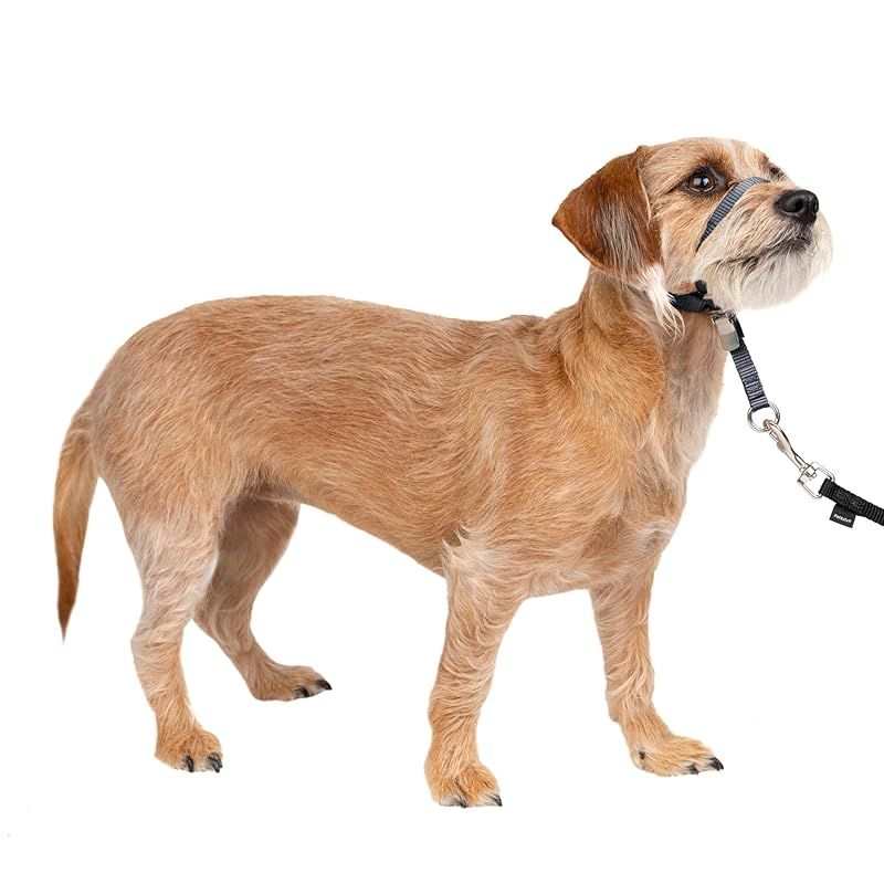 PetSafe Gentle Leader 引っ張り防止犬用ヘッドカラー - 引っ張る究極のソリューション - 犬の引っ張りをリダイレクトして散歩を楽に - コントロールを取り戻すのに役立ちます - S チャコール 1