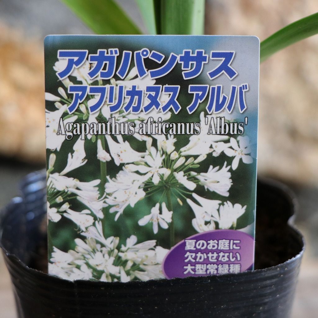 アガパンサス アフリカヌスアルバ 白花 3〜3.5号ポット苗 【1株販売