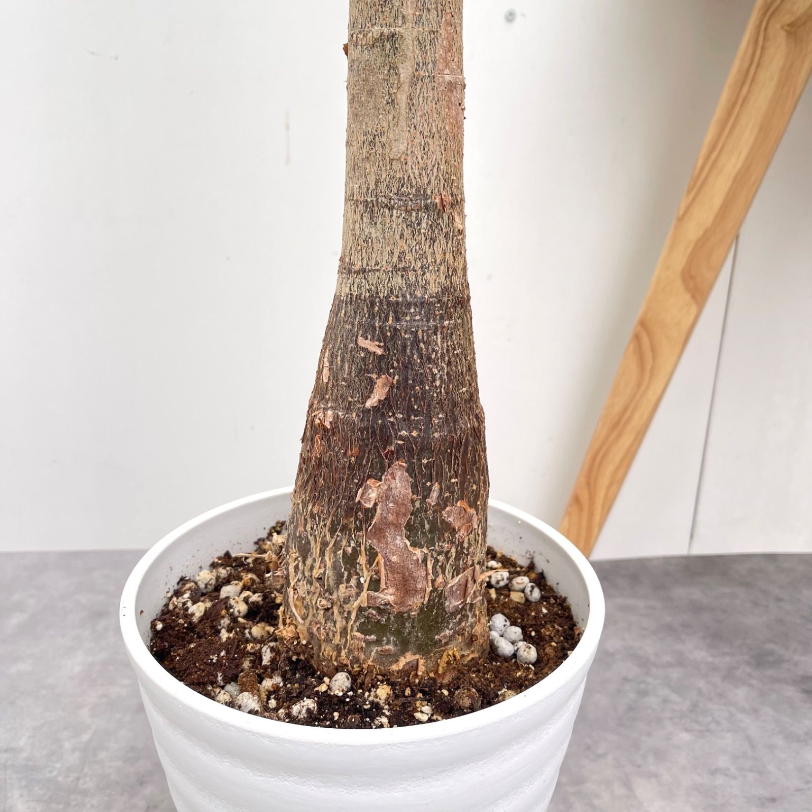 新規購入パキラ ミルキーウェイ 接木 2【現品】観葉植物 室内 7号【お