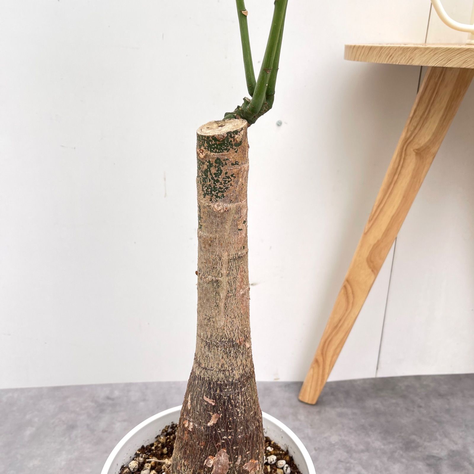 新規購入パキラ ミルキーウェイ 接木 2【現品】観葉植物 室内 7号【お